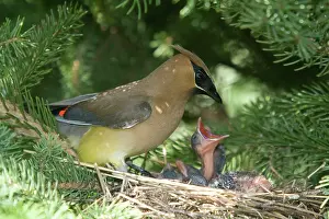 Cedar: Cedar Waxwings