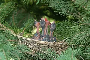Cedar: Cedar Waxwings