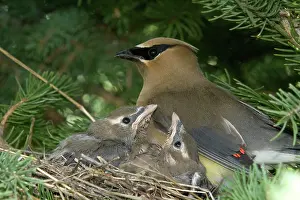 Cedar: Cedar Waxwings