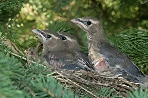Cedar: Cedar Waxwings