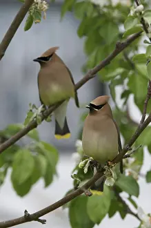 Waxwings: Cedar Waxwings in Apple Tree