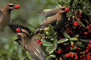 Cedar: Cedar Waxwings eating berries