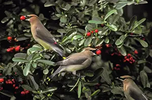 Cedar: Cedar Waxwings eating berries