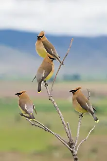 Cedar: Cedar waxwings, spring migration