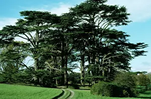 Cedars: CEDARS OF LEBANON