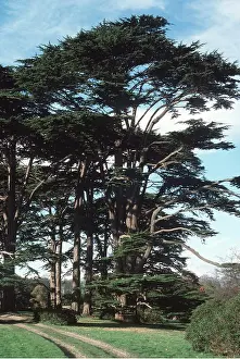 Cedar: CEDARS OF LEBANON