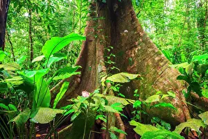 Lush: Ceiba tree, Carara National Park, Puntarenas Province, Costa