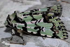 Owlet: Celadon owl butterfly sitting on tree trunk seen