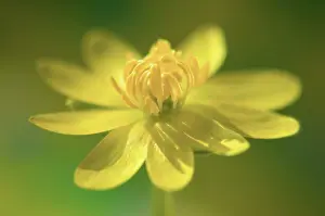 Celandine: Celandine