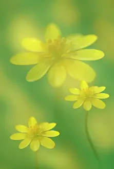 Celandine: Celandine