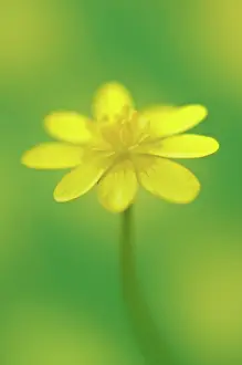 Celandine: Celandine