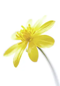 Celandine: Celandine