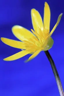 Celandine: Celandine