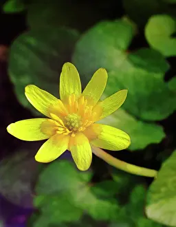 Celandine: Celandine