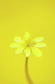 Sensational: Celandine