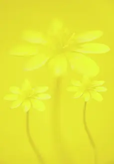 Leadership: Celandine