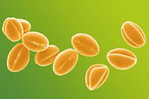 Granule: Celandine Pollen