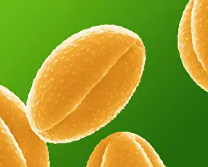 Granule: Celandine Pollen