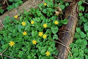Celandine: Celandine - on woodland floor