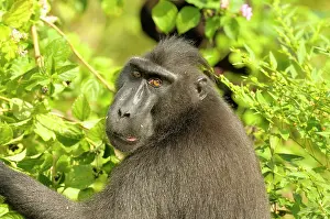 Manado: Celebes Crested Macaque
