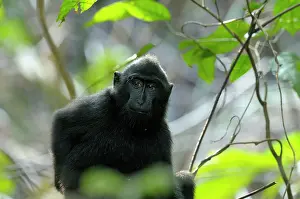 Manado: Celebes Crested Macaque
