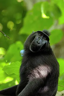 Manado: Celebes Crested Macaque