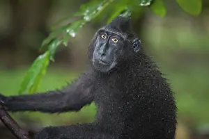 Endangerd: Celebes Crested Macaque