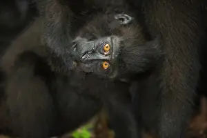 Troop: Celebes Crested Macaque