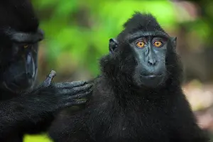 Bonding: Celebes Crested Macaque