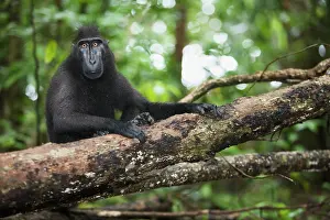 Endangerd: Celebes Crested Macaque