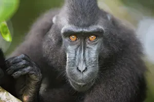 Endangerd: Celebes Crested Macaque