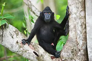 Endangerd: Celebes Crested Macaque
