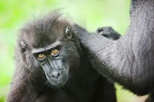 Endangerd: Celebes Crested Macaque
