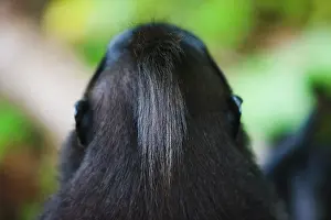 Endangerd: Celebes Crested Macaque