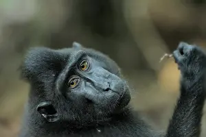 Manado: Celebes Crested Macaque