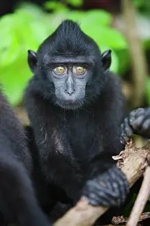 Endangerd: Celebes Crested Macaque