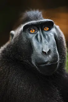 Endangerd: Celebes Crested Macaque