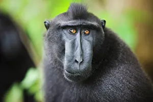 Endangerd: Celebes Crested Macaque