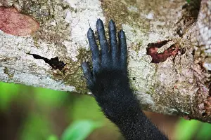 Endangerd: Celebes Crested Macaque
