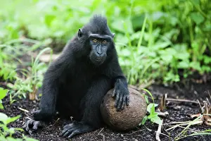 Endangerd: Celebes Crested Macaque