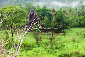 Endangerd: Celebes Crested Macaque