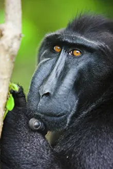 Endangerd: Celebes Crested Macaque