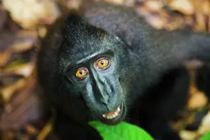 Endangerd: Celebes Crested Macaque