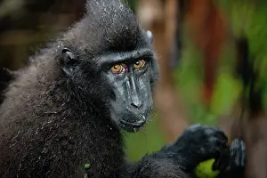 Endangerd: Celebes Crested Macaque