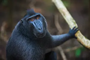 Endangerd: Celebes Crested Macaque