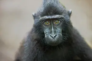 Endangerd: Celebes Crested Macaque