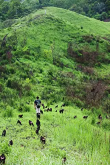 Study: Celebes Crested Macaque