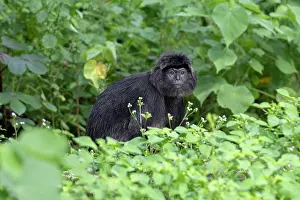 Simiiformes: Celebes Crested Macaque by bushes - Critically Endangered -