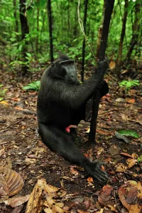 Penis: Celebes Crested Macaque / Crested Black Macaque