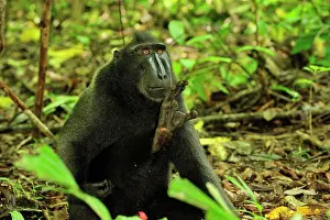 Celebes Crested Macaque / Crested Black Macaque